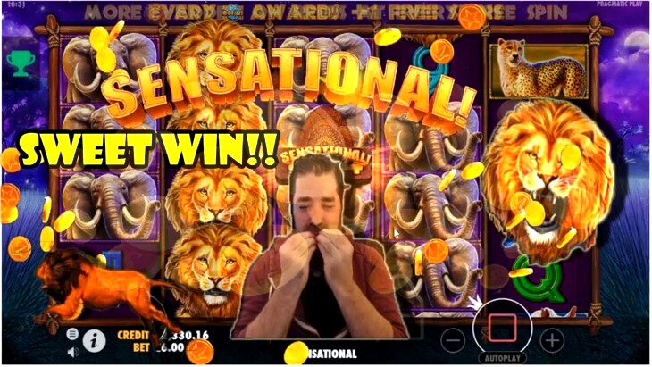 Safari King Slot